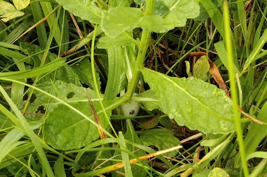 Verbascum blattaria / Verbasco polline